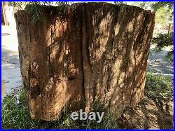 RR Massive Arizona Rainbow Petrified Wood Stump, Free Delivery, 2500+lbs