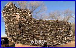 RR? Top Shelf Arizona Petrified Wood WithDark Shimmering Smoky Quartz, 11.5 Lb