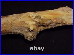 RW 11 LONG PETRIFIED WOOD LIMB from TY VALLEY, CENTRAL OR. ONE ONLY