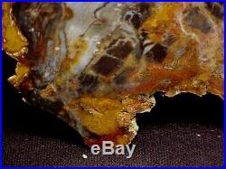RW LARGE PETRIFIED WOOD ROUND from HUBBARD BASINMAGNIFICENT PIECE