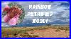 Rainbow_Petrified_Wood_Blm_In_Woodruff_Az_01_gj