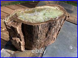 Rare 10.8 Pound Chromium Green Petrified Wood Log From Zimbabwe