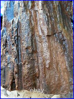 Rare Arizona Petrified Redwood Log Rough Fossil Slab 6lbs 9oz Color & Detail