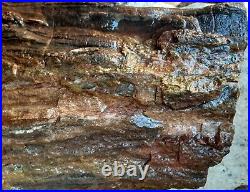Rare Arizona Petrified Redwood Log Rough Fossil Slab 6lbs 9oz Color & Detail