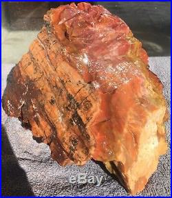 Rare Arizona Rainbow Petrified Wood Fossil Natural Lapidary Rough Slab 17 Lbs