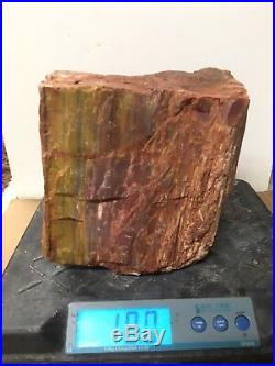 Rare Arizona Rainbow Petrified Wood Fossil Natural Lapidary Rough Slab 18 Lbs