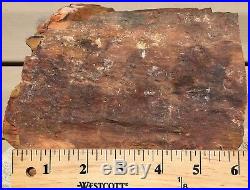 Rare Arizona Rainbow Petrified Wood Fossil Natural Lapidary Rough Slab 18 Lbs