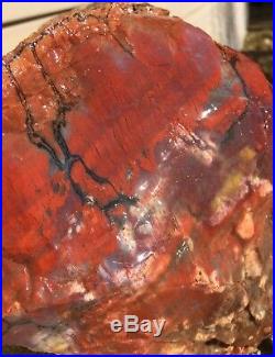 Rare Arizona Rainbow Petrified Wood Fossil Natural Lapidary Rough Slab 20.5 Lbs