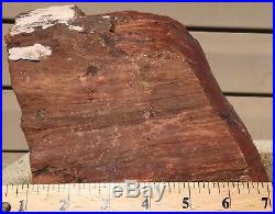 Rare Arizona Rainbow Petrified Wood Fossil Natural Lapidary Rough Slab 20.5 Lbs