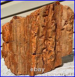 Rare Arizona Rainbow Petrified Wood Fossil Natural Lapidary Slab Raw Bark 10 Lbs