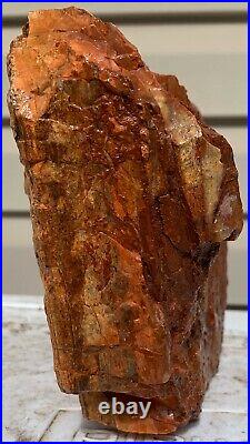 Rare Arizona Rainbow Petrified Wood Fossil Natural Lapidary Slab Raw Bark 10 Lbs