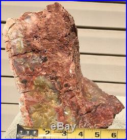 Rare Arizona Rainbow Petrified Wood Natural Bark Fossil Raw Lapidary Slab 22 Lbs