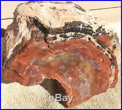 Rare Arizona Rainbow Petrified Wood Natural Slab Rough Raw Solid Fossil 23 Lbs