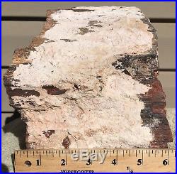 Rare Arizona Rainbow Petrified Wood Natural Slab Rough Raw Solid Fossil 23 Lbs