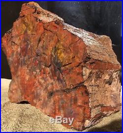 Rare Arizona Rainbow Petrified Wood Natural Slab Rough Raw Solid Fossil 28 Lbs