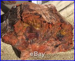 Rare Arizona Rainbow Petrified Wood Natural Slab Rough Raw Solid Fossil 28 Lbs