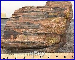 Rare Arizona Rainbow Petrified Wood Natural Slab Rough Raw Solid Fossil 30 Lbs
