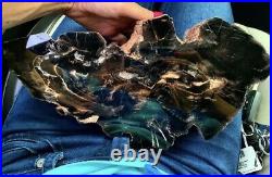 Rare Black Petrified Wood StoneMassive