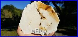 Rare Common Opal Petrified Cedar Wood New Mexico