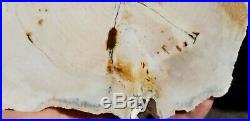 Rare Common Opal Petrified Cedar Wood New Mexico