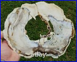 Rare Common Opal Petrified Cedar Wood New Mexico Polished Slab