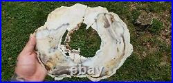 Rare Common Opal Petrified Cedar Wood New Mexico Polished Slab