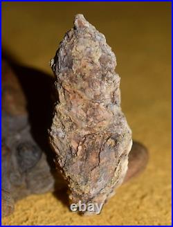 Rare Fossil Spruce Cone Mid Miocene Pinecone No Matrix From Virgin Valley Nevada