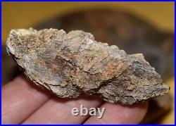 Rare Fossil Spruce Cone Mid Miocene Pinecone No Matrix From Virgin Valley Nevada