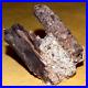 Rare_Fossil_Spruce_Cone_Mid_Miocene_Pinecone_Petrified_Wood_Virgin_Valley_Nevada_01_de