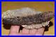 Rare_Fossil_Spruce_Cone_Mid_Miocene_Pinecone_Petrified_Wood_Virgin_Valley_Nevada_01_gkfi
