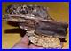 Rare_Fossil_Spruce_Cone_Mid_Miocene_Pinecone_Petrified_Wood_Virgin_Valley_Nevada_01_zof