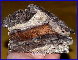 Rare Fossil Spruce Cone Mid Miocene Pinecone Petrified Wood Virgin Valley Nevada