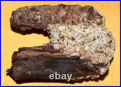 Rare Fossil Spruce Cone Mid Miocene Pinecone Petrified Wood Virgin Valley Nevada