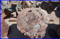 Rare Giant 3 Foot Tall Arizona Painted Petrified Wood Stump Large Dealer