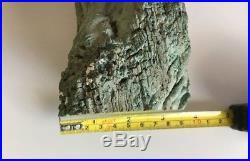 Rare Green Petrified Wood 113 mm Chromium Log Araucarioxylon arizonicum