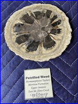 Rare Hermanophyton Seed Fern Petrified Wood Specimen Cortez, Colorado 13cm
