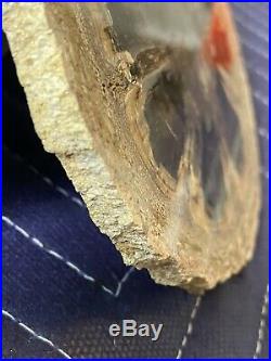 Rare Hermanophyton Seed Fern Petrified Wood Specimen Cortez, Colorado 13cm
