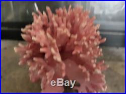 Rare Hydracoral Allopora Pink Coral from California