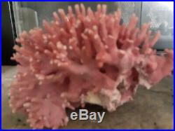 Rare Hydracoral Allopora Pink Coral from California