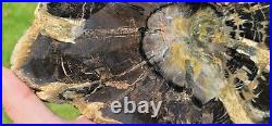 Rare Large Hermanophyton Owensii, Colorado. Seed Fern Famous Log