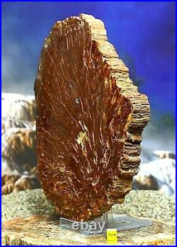 Rare Large Petrified Wood Fossilised Pine Tree Araucaria Mirabilis 1650g