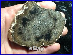 Rare Large Petrified Wood Round Cyathodendron texana Texas Fern 4x3 Eocene