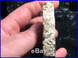 Rare Large Petrified Wood Round Cyathodendron texana Texas Fern 4x3 Eocene