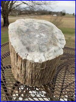 Rare Large Petrified Wood Trunk Bark 35+ lb Arizona Polished