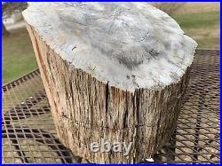 Rare Large Petrified Wood Trunk Bark 35+ lb Arizona Polished