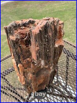 Rare Large Petrified Wood Trunk Bark 37 lb Arizona Beautiful Red Color
