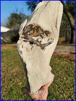 Rare Live Oak Fossil Montgomery County Texas Petrified Wood Polished Large