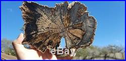 Rare Live Oak Petrified wood Texas
