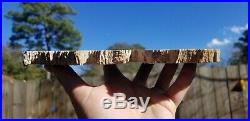 Rare Live Oak Petrified wood Texas