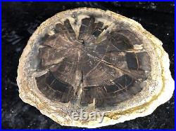 Rare Log Section Petrified Wood Seed Fern Hermanophyton owensii E. McElmo Creek